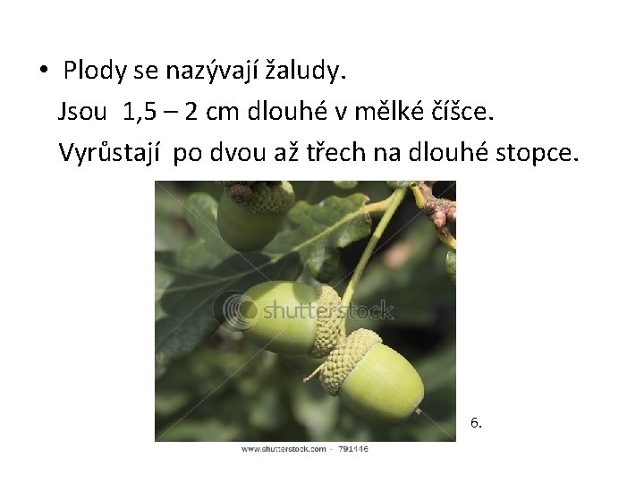  • Plody se nazývají žaludy. Jsou 1, 5 – 2 cm dlouhé v