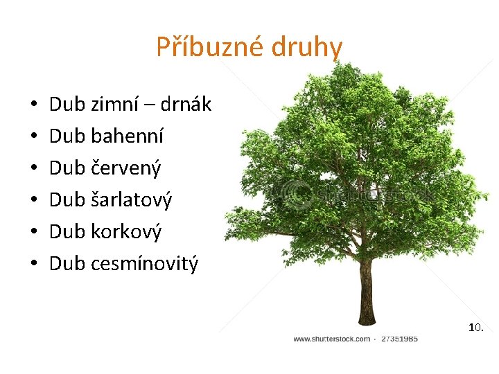 Příbuzné druhy • • • Dub zimní – drnák Dub bahenní Dub červený Dub