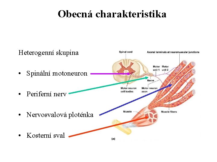Obecná charakteristika Heterogenní skupina • Spinální motoneuron • Periferní nerv • Nervosvalová ploténka •