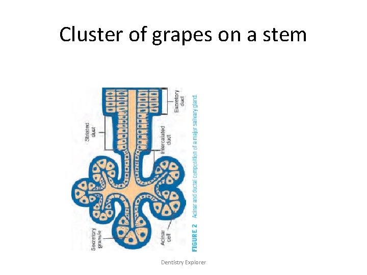 Cluster of grapes on a stem Dentistry Explorer 