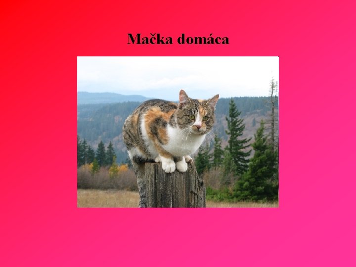 Mačka domáca 