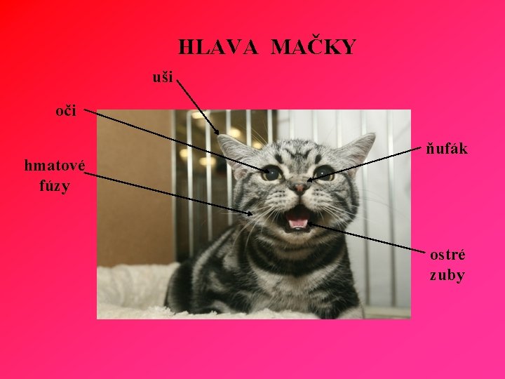 HLAVA MAČKY uši oči hmatové fúzy ňufák ostré zuby 
