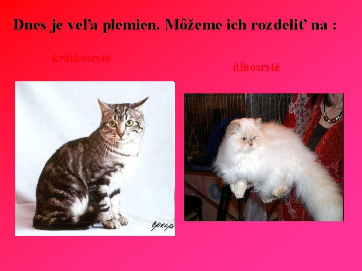 Dnes je veľa plemien. Môžeme ich rozdeliť na : krátkosrsté dlhosrsté 