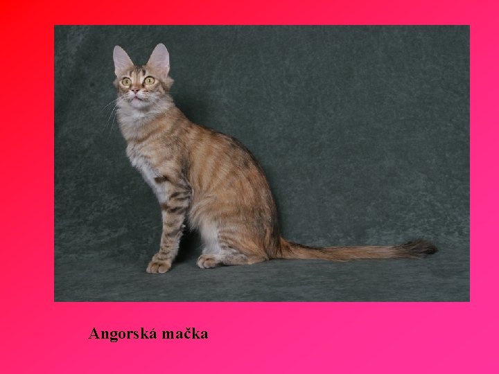 Angorská mačka 