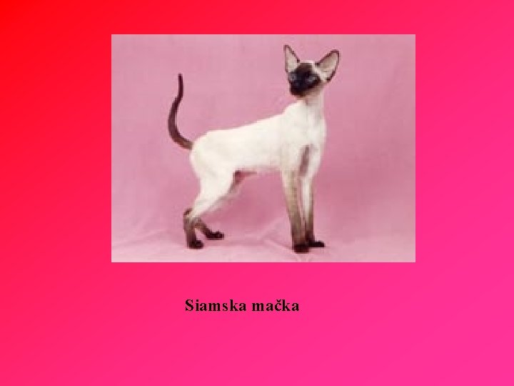 Siamska mačka 