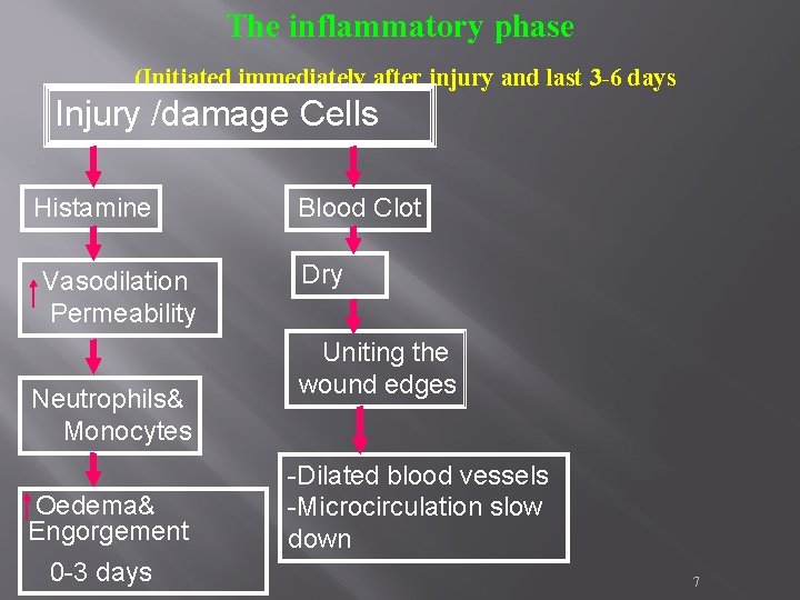 The inflammatory phase (Initiated immediately after injury and last 3 -6 days Injury /damage The inflammatory phase (Initiated immediately after injury and last 3 -6 days Injury /damage