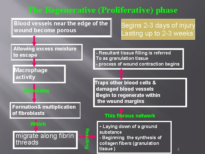 The Regenerative (Proliferative) phase Blood vessels near the edge of the wound become porous The Regenerative (Proliferative) phase Blood vessels near the edge of the wound become porous