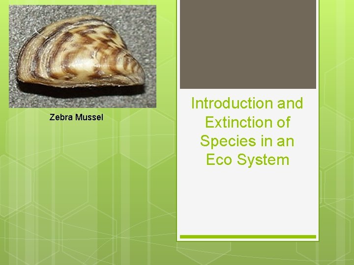 Zebra Mussel Introduction and Extinction of Species in an Eco System 