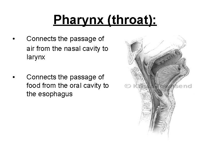 Pharynx (throat): • Connects the passage of air from the nasal cavity to larynx