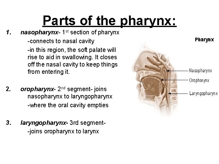 Parts of the pharynx: 1. nasopharynx- 1 st section of pharynx -connects to nasal