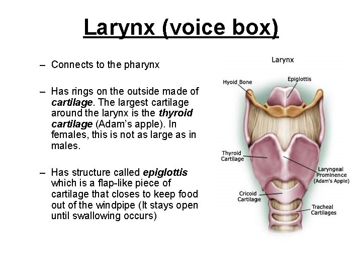 Larynx (voice box) – Connects to the pharynx – Has rings on the outside