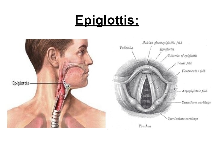 Epiglottis: 
