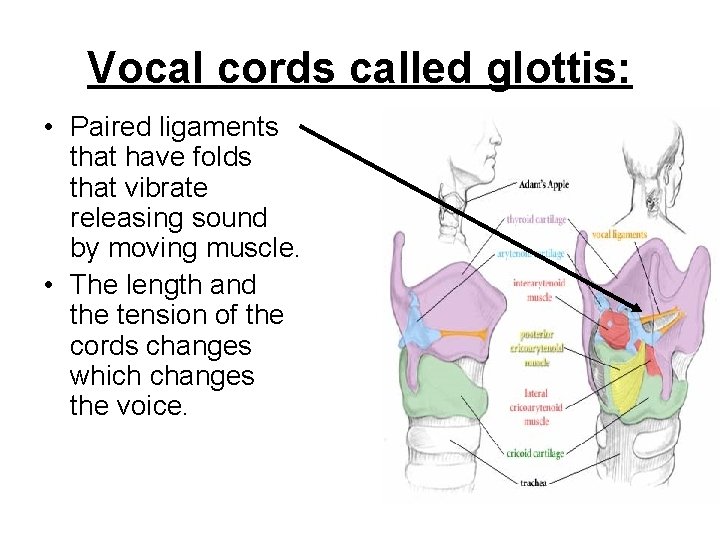Vocal cords called glottis: • Paired ligaments that have folds that vibrate releasing sound