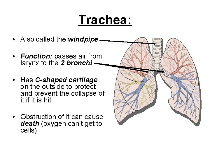 Trachea: • Also called the windpipe • Function: passes air from larynx to the