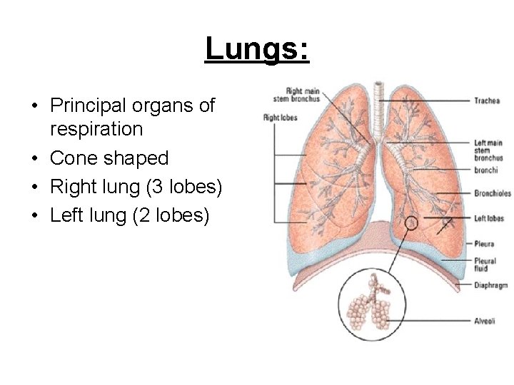 Lungs: • Principal organs of respiration • Cone shaped • Right lung (3 lobes)