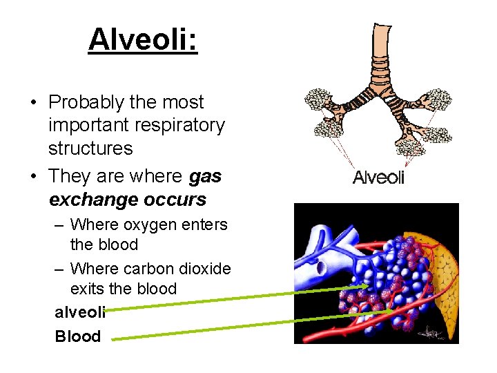 Alveoli: • Probably the most important respiratory structures • They are where gas exchange
