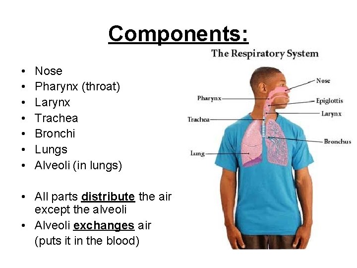 Components: • • Nose Pharynx (throat) Larynx Trachea Bronchi Lungs Alveoli (in lungs) •