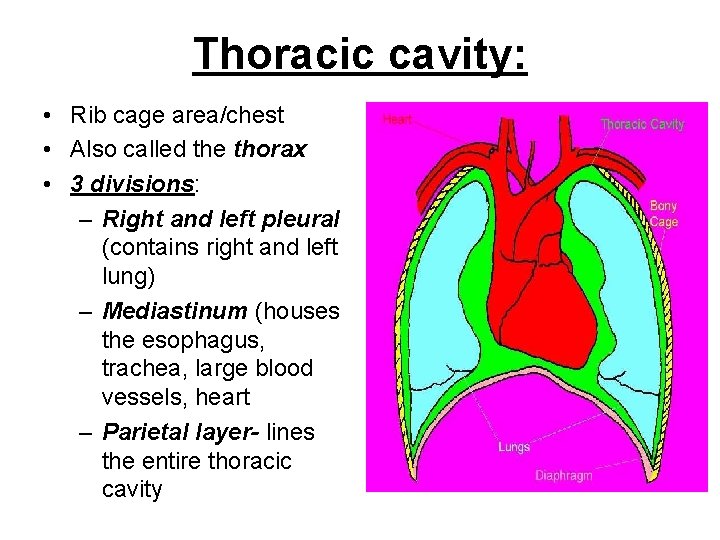 Thoracic cavity: • Rib cage area/chest • Also called the thorax • 3 divisions: