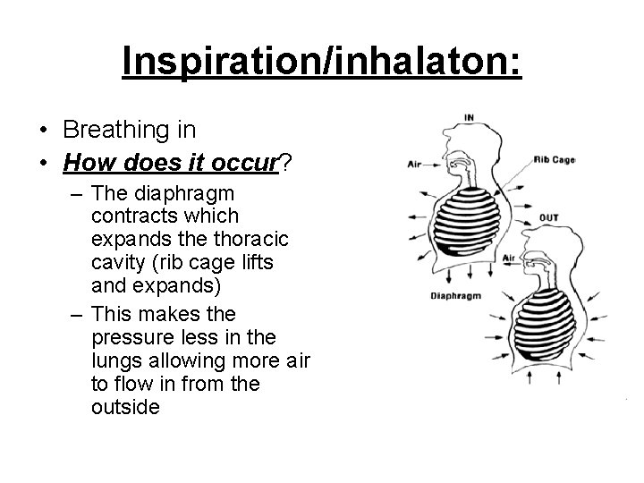 Inspiration/inhalaton: • Breathing in • How does it occur? – The diaphragm contracts which