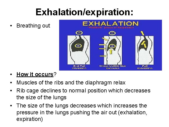 Exhalation/expiration: • Breathing out • How it occurs? • Muscles of the ribs and