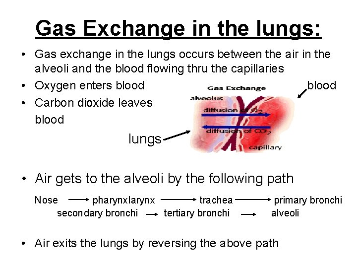 Gas Exchange in the lungs: • Gas exchange in the lungs occurs between the