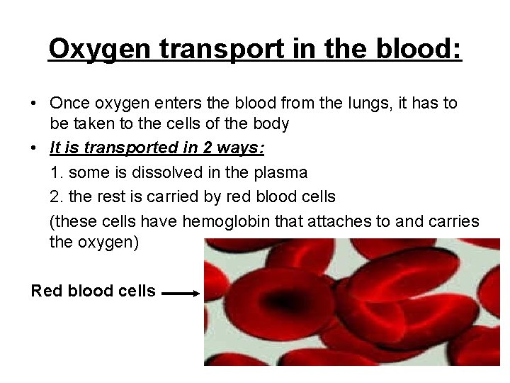 Oxygen transport in the blood: • Once oxygen enters the blood from the lungs,