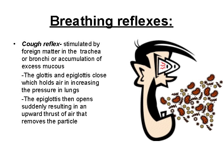 Breathing reflexes: • Cough reflex- stimulated by foreign matter in the trachea or bronchi