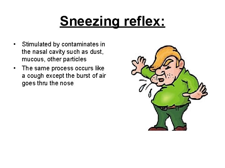 Sneezing reflex: • Stimulated by contaminates in the nasal cavity such as dust, mucous,