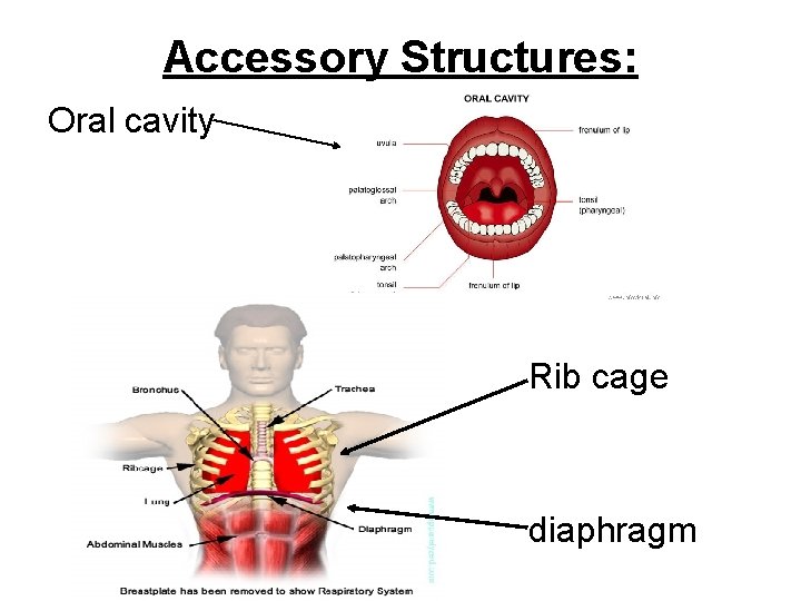 Accessory Structures: Oral cavity Rib cage diaphragm 