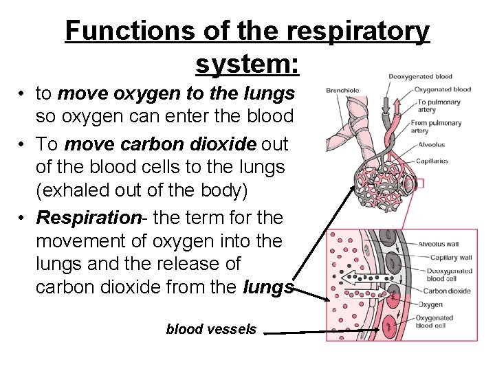 Functions of the respiratory system: • to move oxygen to the lungs so oxygen