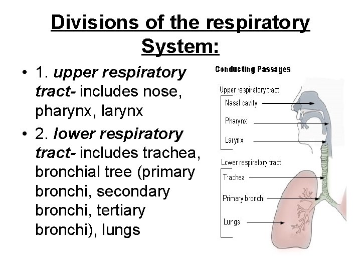 Divisions of the respiratory System: • 1. upper respiratory tract- includes nose, pharynx, larynx