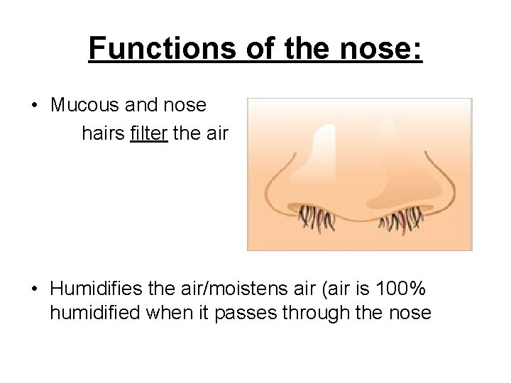 Functions of the nose: • Mucous and nose hairs filter the air • Humidifies