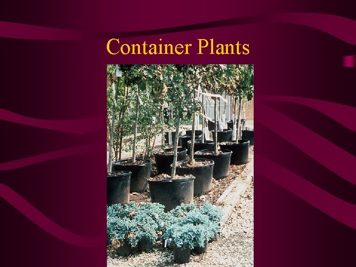 Container Plants 