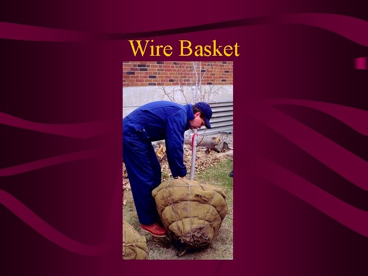 Wire Basket 