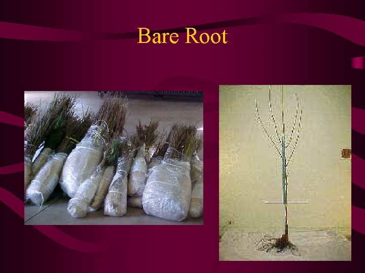 Bare Root 