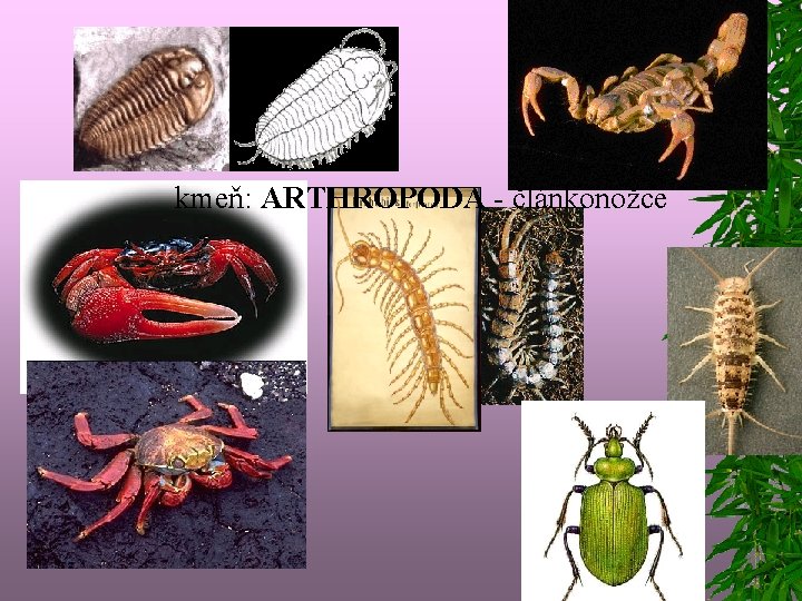 kmeň: ARTHROPODA - článkonožce 