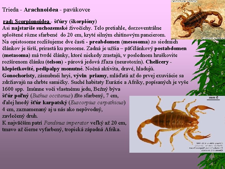  Trieda - Arachnoidea - pavúkovce rad: Scorpionoidea - šťúry (škorpióny) Asi najstaršie suchozemské