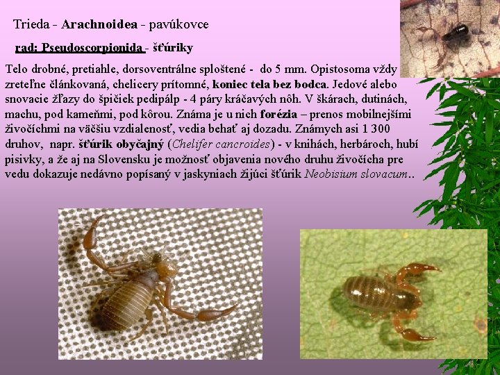 Trieda - Arachnoidea - pavúkovce rad: Pseudoscorpionida - šťúriky Telo drobné, pretiahle, dorsoventrálne sploštené