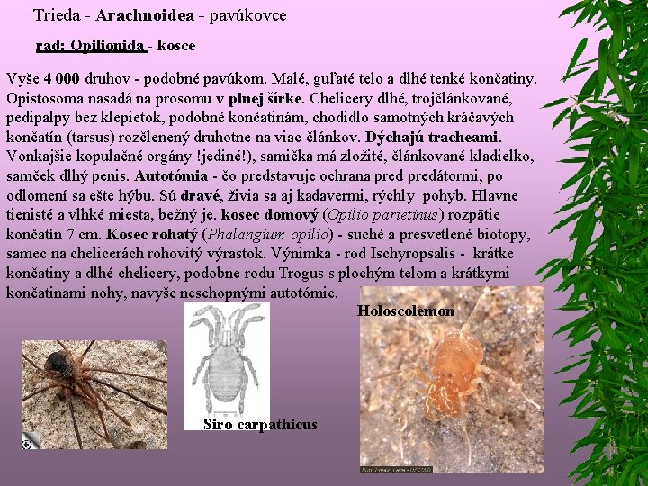 Trieda - Arachnoidea - pavúkovce rad: Opilionida - kosce Vyše 4 000 druhov -