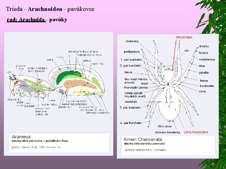 Trieda - Arachnoidea - pavúkovce rad: Arachnida - pavúky 