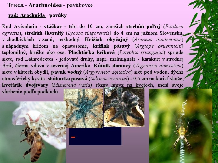 Trieda - Arachnoidea - pavúkovce rad: Arachnida - pavúky Rod Avicularia - vtáčkar -