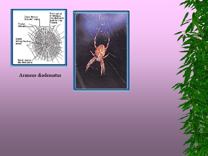  Araneus diadematus 