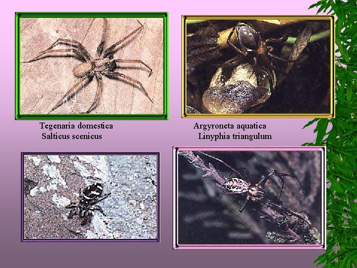  Tegenaria domestica Argyroneta aquatica Salticus scenicus Linyphia triangulum 