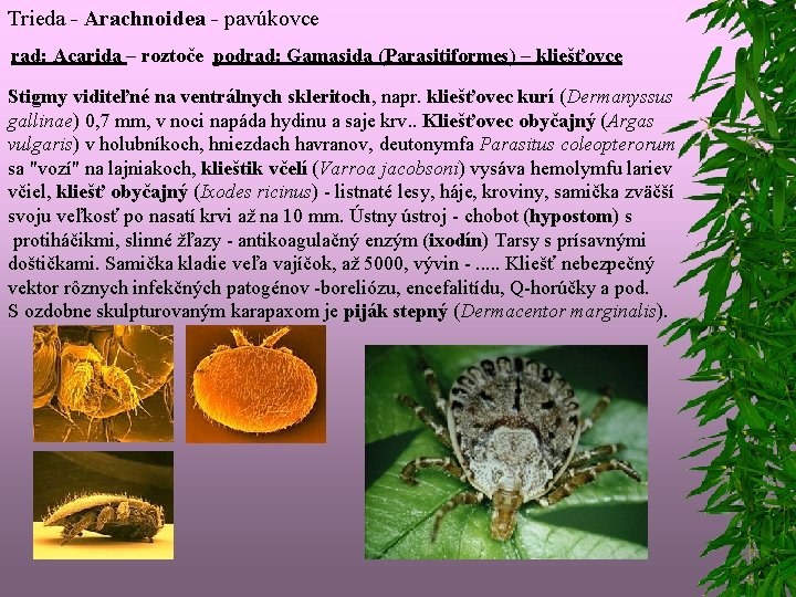 Trieda - Arachnoidea - pavúkovce rad: Acarida – roztoče podrad: Gamasida (Parasitiformes) – kliešťovce