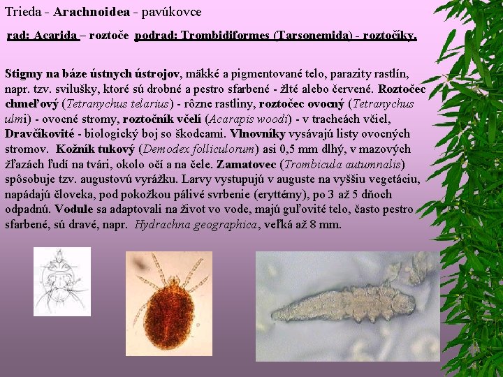 Trieda - Arachnoidea - pavúkovce rad: Acarida – roztoče podrad: Trombidiformes (Tarsonemida) - roztočíky.