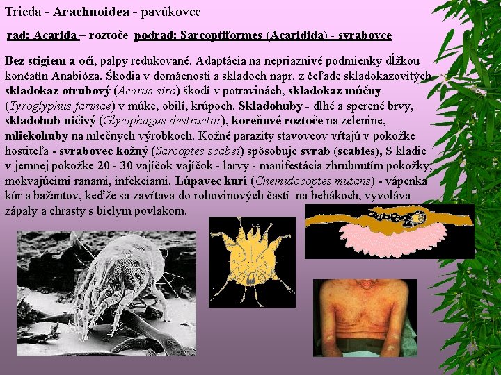 Trieda - Arachnoidea - pavúkovce rad: Acarida – roztoče podrad: Sarcoptiformes (Acaridida) - svrabovce
