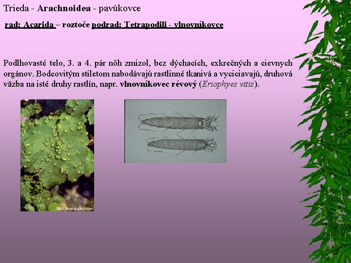 Trieda - Arachnoidea - pavúkovce rad: Acarida – roztoče podrad: Tetrapodili - vlnovníkovce Podlhovasté