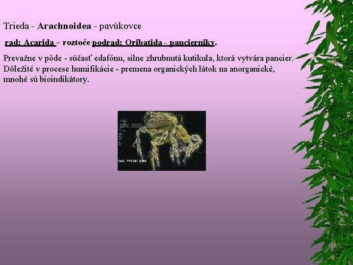 Trieda - Arachnoidea - pavúkovce rad: Acarida – roztoče podrad: Oribatida - pancierniky. Prevažne