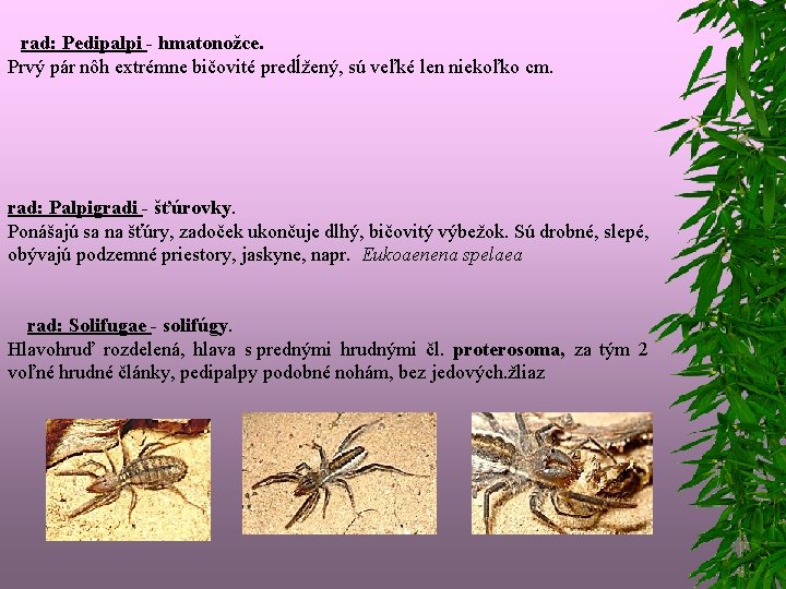  rad: Pedipalpi - hmatonožce. Prvý pár nôh extrémne bičovité predĺžený, sú veľké len