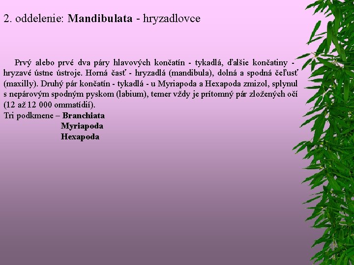 2. oddelenie: Mandibulata - hryzadlovce Prvý alebo prvé dva páry hlavových končatín - tykadlá,